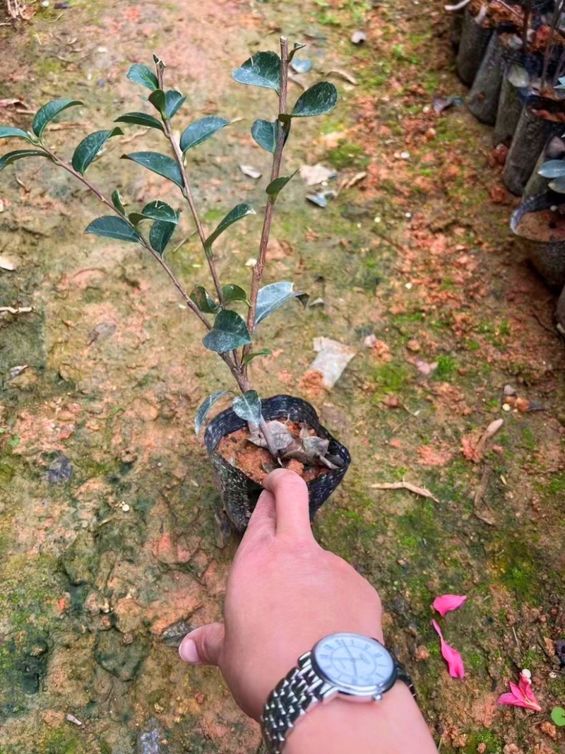 茶梅（各种规格都有，欢迎咨询）