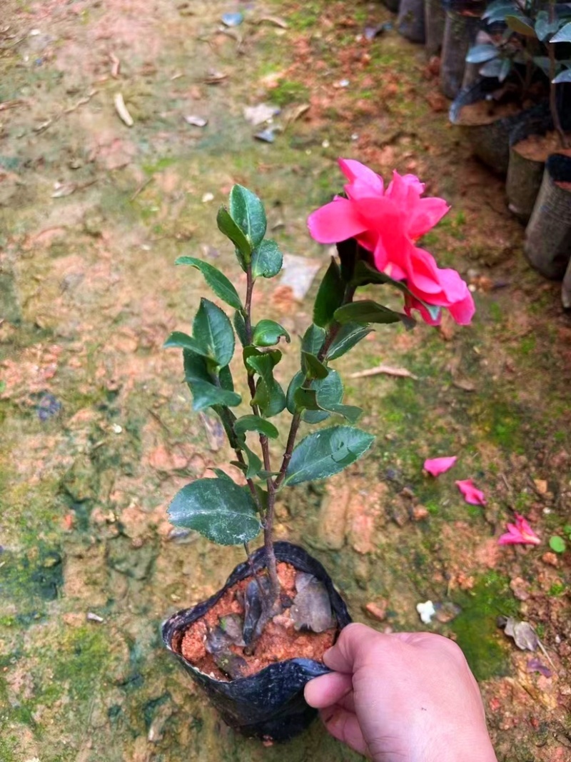 茶梅（各种规格都有，欢迎咨询）