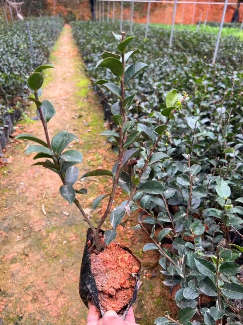 茶梅（各种规格都有，欢迎咨询）