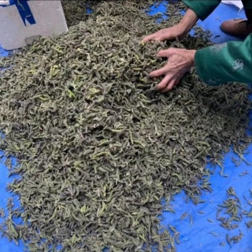 构棒，构树橞，苟棒