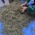 构棒，构树橞，苟棒