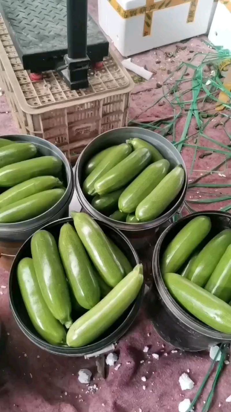 精品西葫芦，一级通货，代发全国各地，产地直发