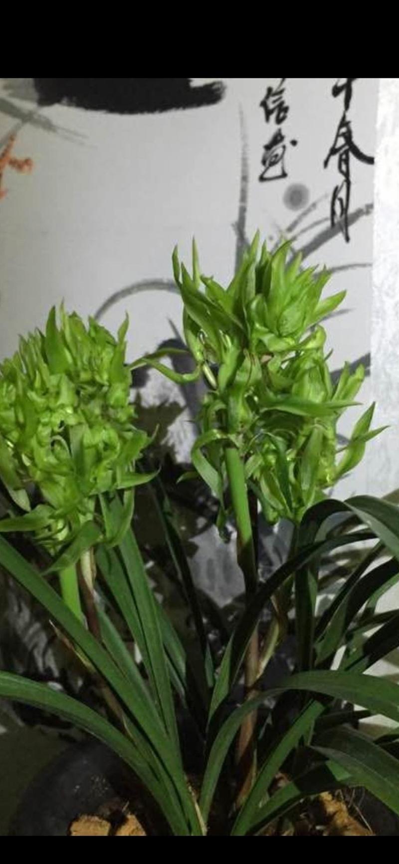 带花苞春兰（花开富贵）浓香型室内绿植花卉盆栽好养名贵花。