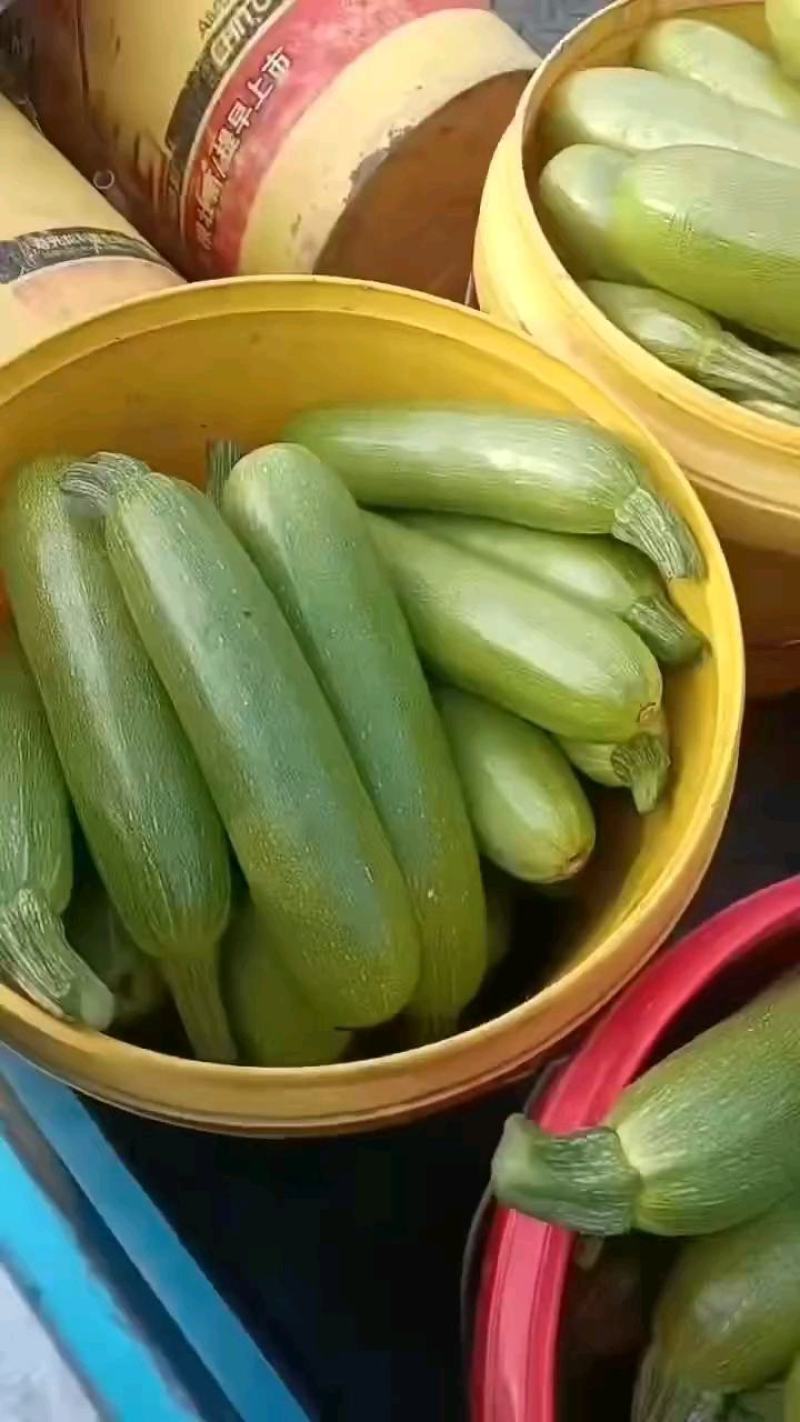 精品西葫芦，一级通货，代发全国各地，产地直发