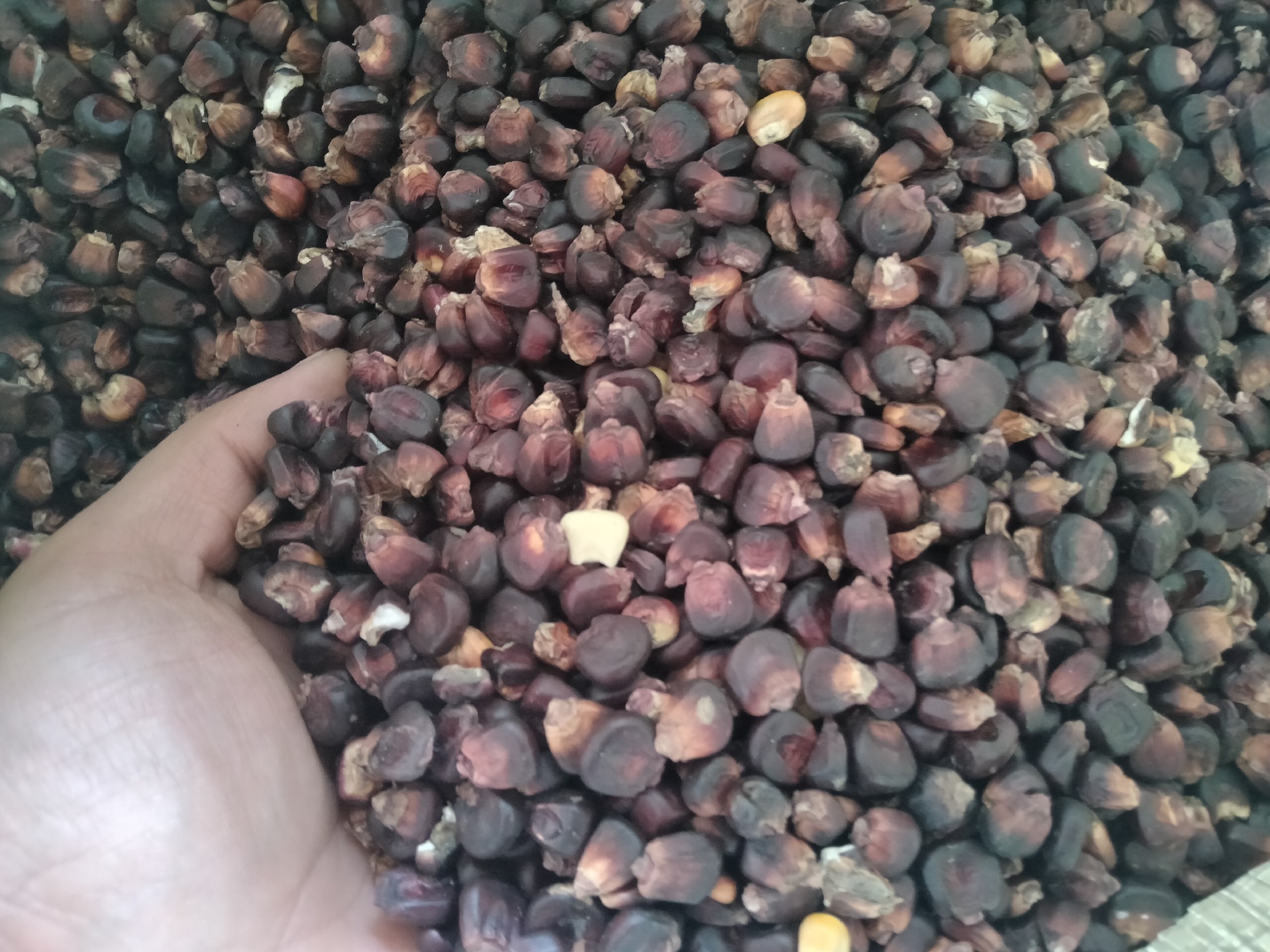 展示黑玉米与其他玉米品种在花青素、膳食纤维、糖分等方面的对比图表 黑玉米营养成分对比图