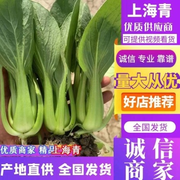 【精选】安徽小油菜食品厂上海青食堂菜电商平台商超代发代收