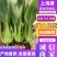 【精选】安徽小油菜食品厂上海青食堂菜电商平台商超代发代收