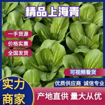 【优选】精品中棵上海青油菜基地直发价格便宜货源充足