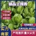 【优选】精品中棵上海青油菜基地直发价格便宜货源充足