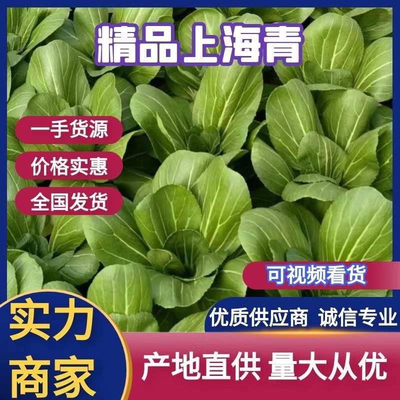 【优选】精品中棵上海青油菜基地直发价格便宜货源充足