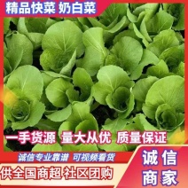 【牛商优选】精品快菜大量上市欢迎订购价格