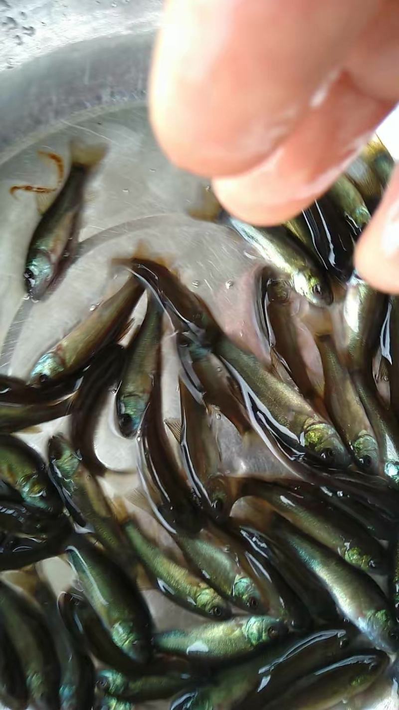 广东丁桂鱼苗鱼苗品质保证成活率高量大从优视频看货