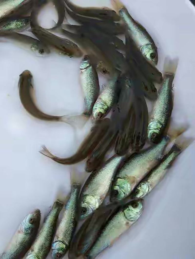 广东丁桂鱼苗鱼苗品质保证成活率高量大从优视频看货
