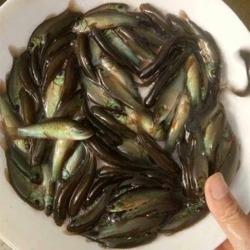广东丁桂鱼苗鱼苗品质保证成活率高量大从优视频看货