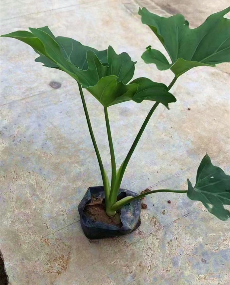 春羽（各种规格都有，欢迎来电或在线咨询）