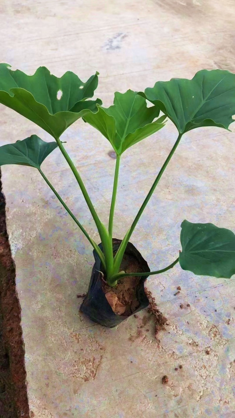 春羽（各种规格都有，欢迎来电或在线咨询）