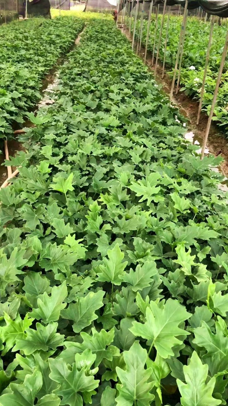 春羽（各种规格都有，欢迎来电或在线咨询）