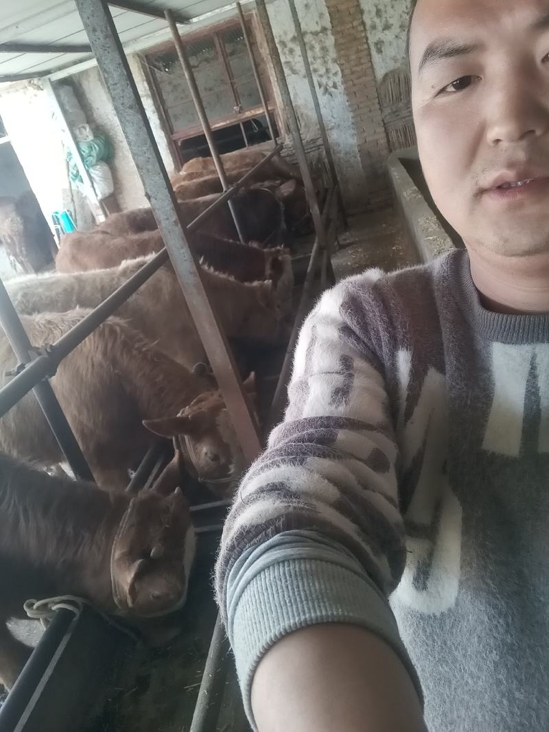 现在大量草山牛，土牛，货源充足！欢迎各地客商前来咨询