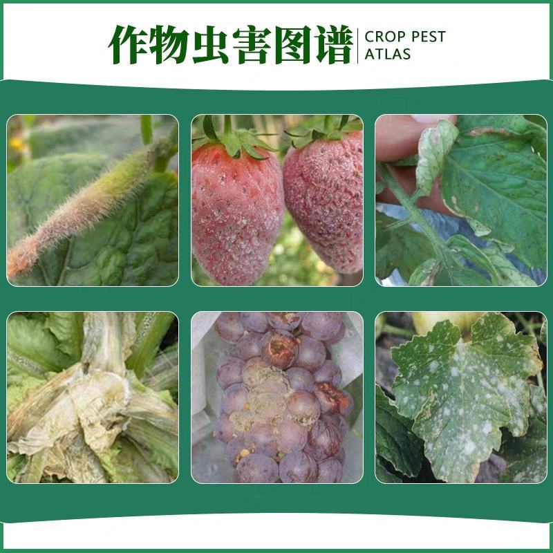 35%啶酰菌胺异菌脲草莓葡萄辣椒灰霉病韭菜番茄叶霉杀菌