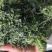 荠菜干，干荠菜，2023新货，山野菜，