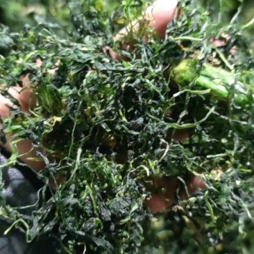 荠菜干，干荠菜，2023新货，山野菜，
