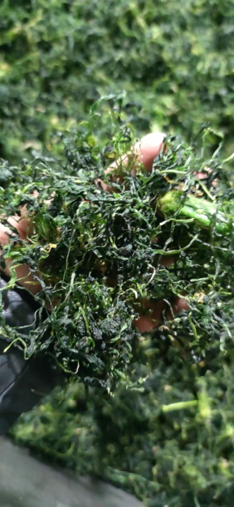 荠菜干，干荠菜，2023新货，山野菜，