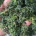 荠菜干，干荠菜，2023新货，山野菜，
