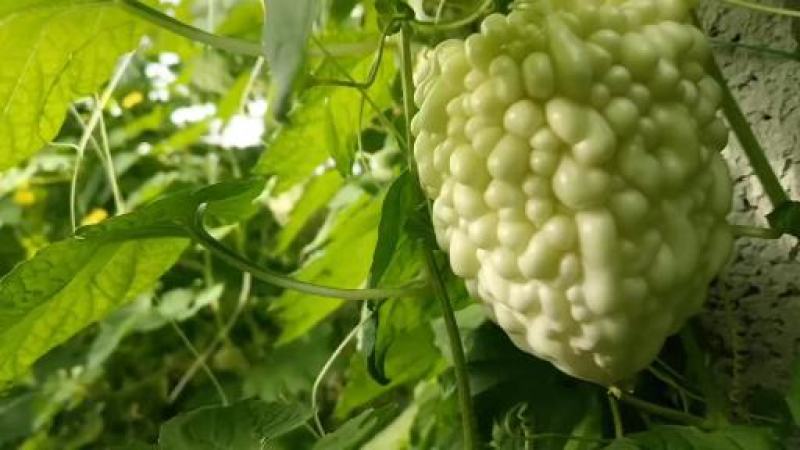 苹果苦瓜