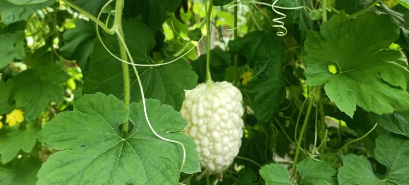 苹果苦瓜