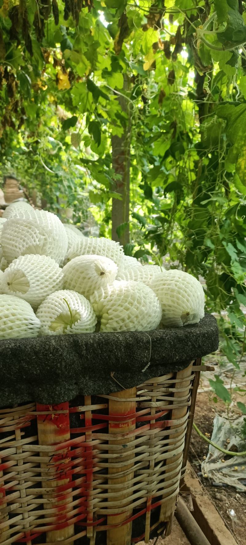 苹果苦瓜