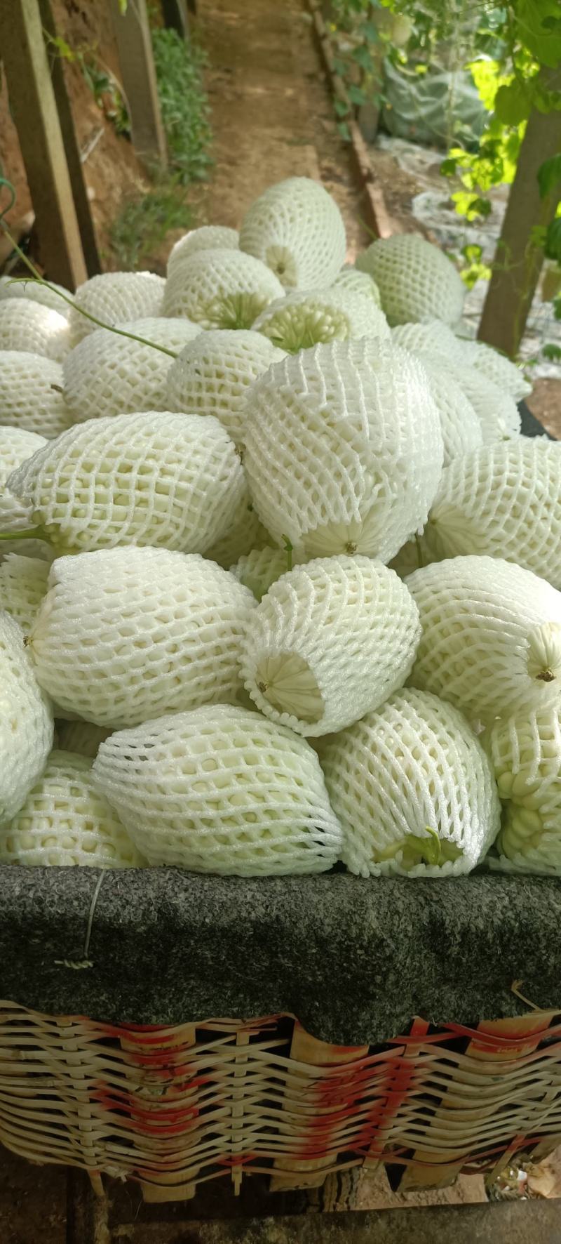 苹果苦瓜