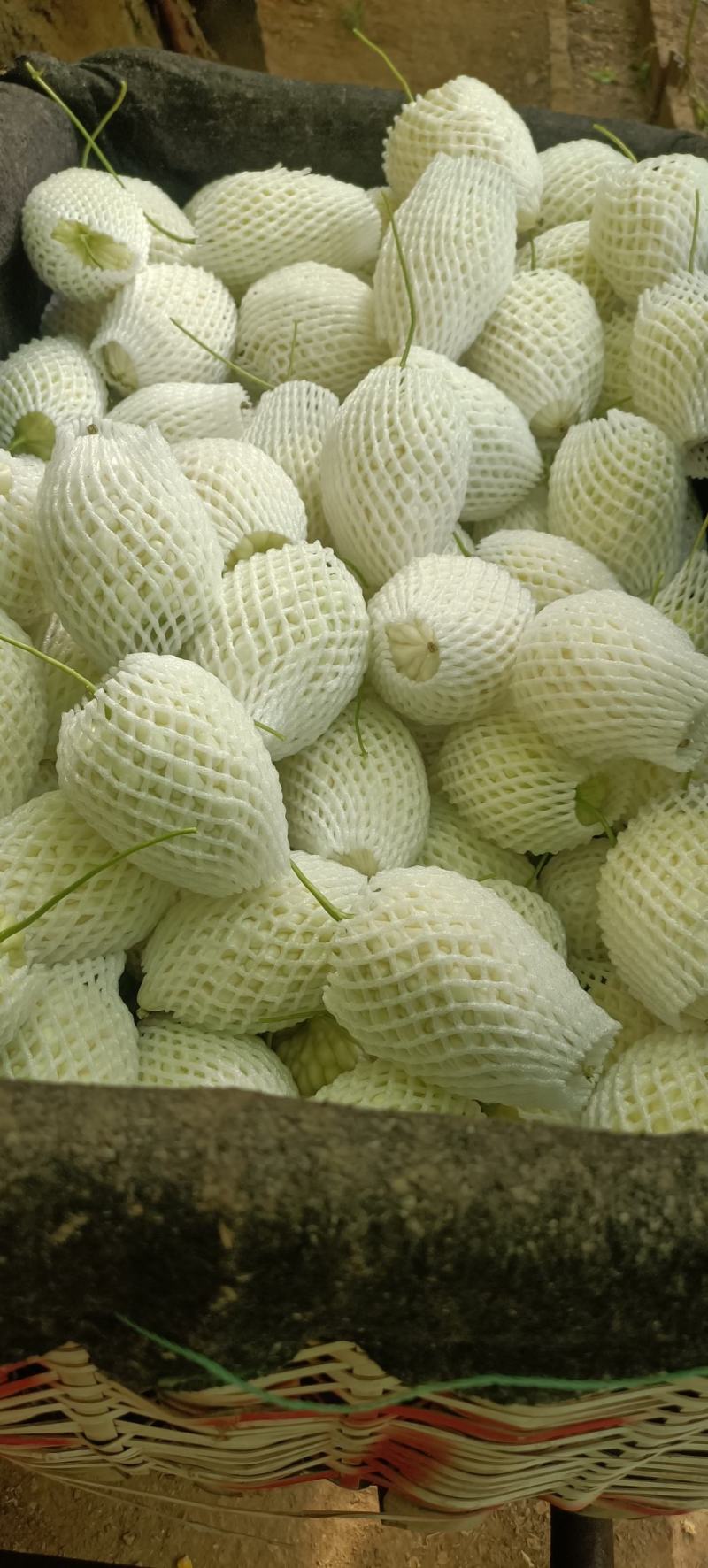 苹果苦瓜