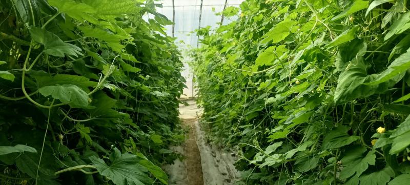 苹果苦瓜