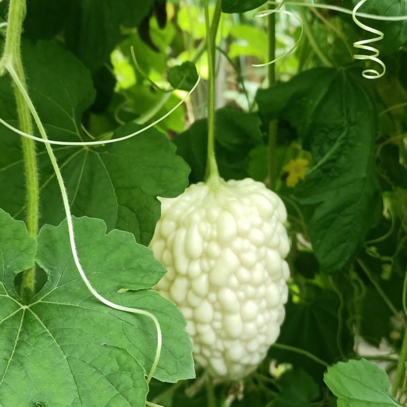 苹果苦瓜