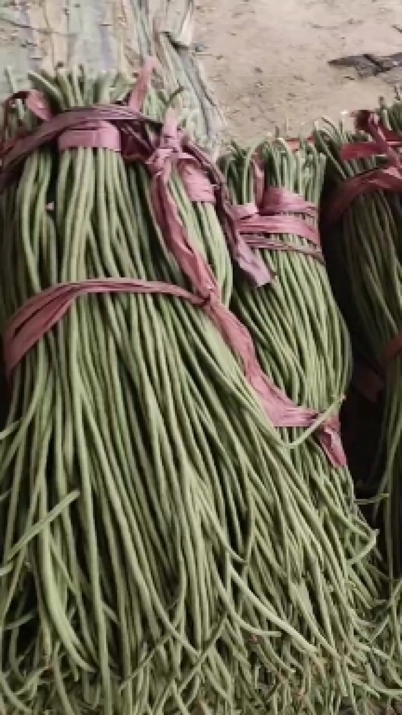长豆角豇豆角大量，长豆角豇豆角大量长豆角豇豆角大量