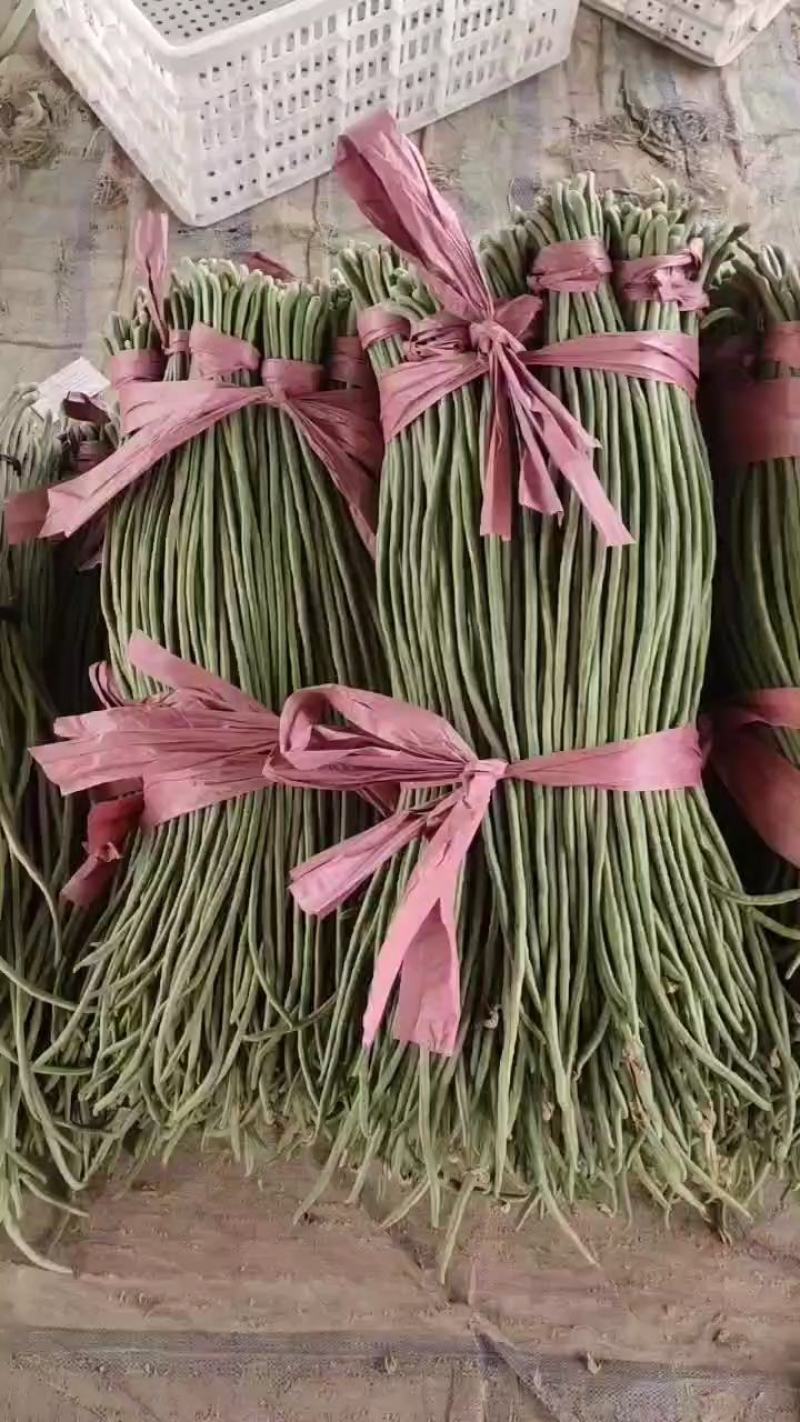 长豆角豇豆角大量，长豆角豇豆角大量长豆角豇豆角大量