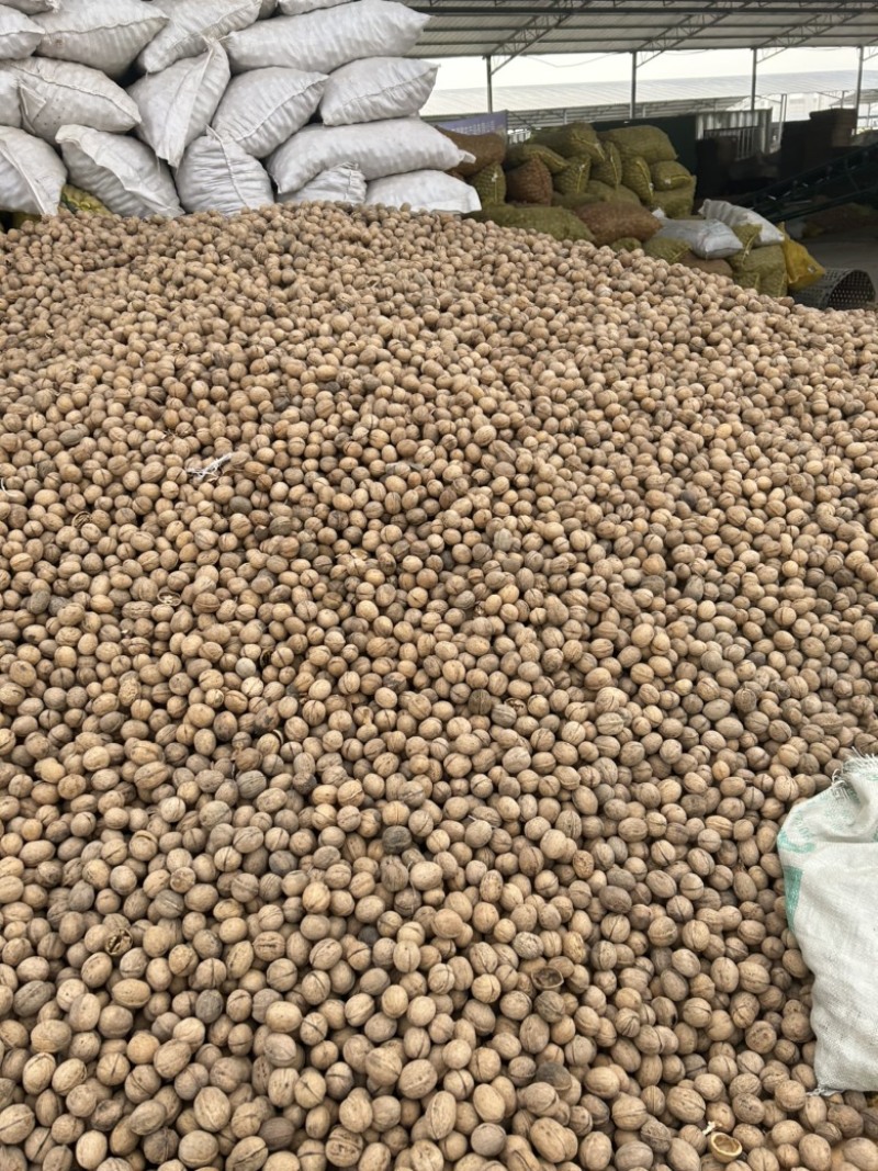 新疆阿克苏核桃