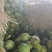 【推荐】海南精品椰子椰青产地现摘直发货源充足欢迎订购