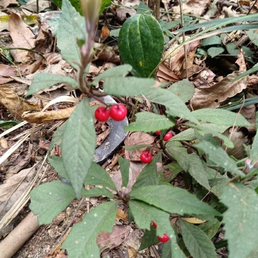 紫金牛矮地茶、矮茶风、矮脚樟、平地木、地青杠、四叶茶、五