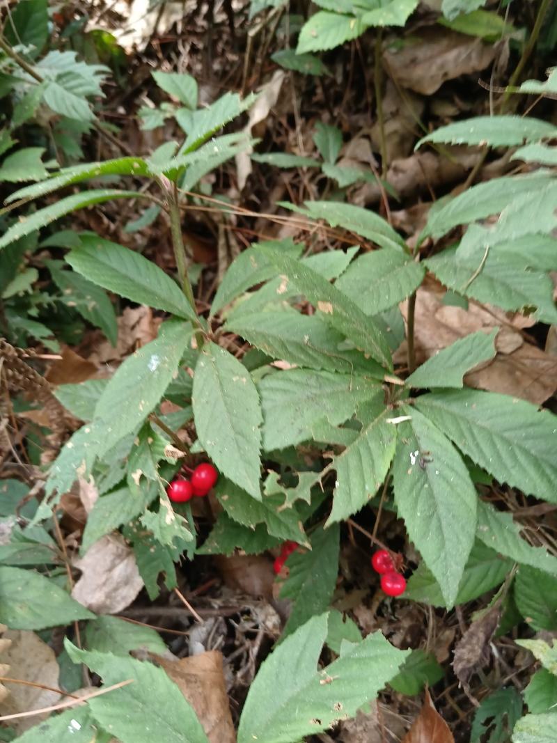 紫金牛矮地茶、矮茶风、矮脚樟、平地木、地青杠、四叶茶、五