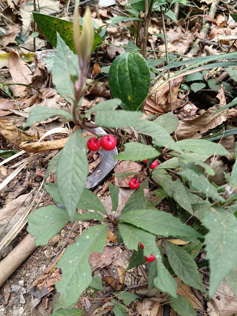 紫金牛矮地茶、矮茶风、矮脚樟、平地木、地青杠、四叶茶、五