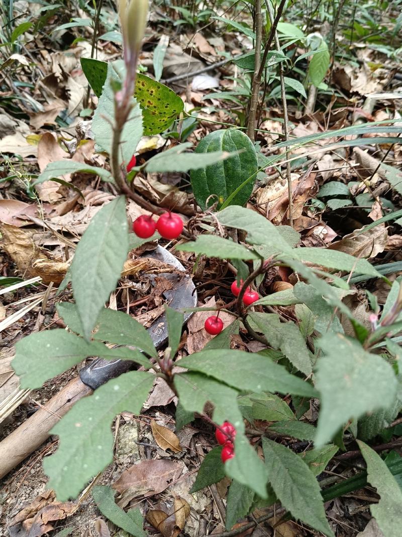 紫金牛矮地茶、矮茶风、矮脚樟、平地木、地青杠、四叶茶、五
