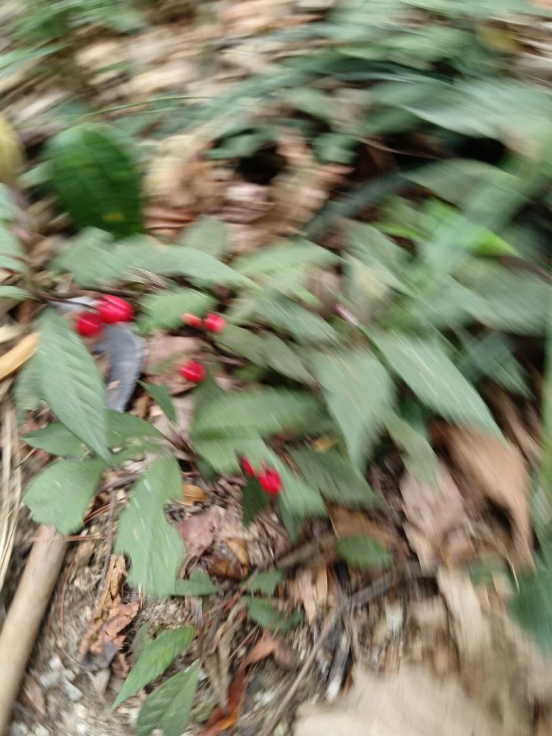 紫金牛矮地茶、矮茶风、矮脚樟、平地木、地青杠、四叶茶、五
