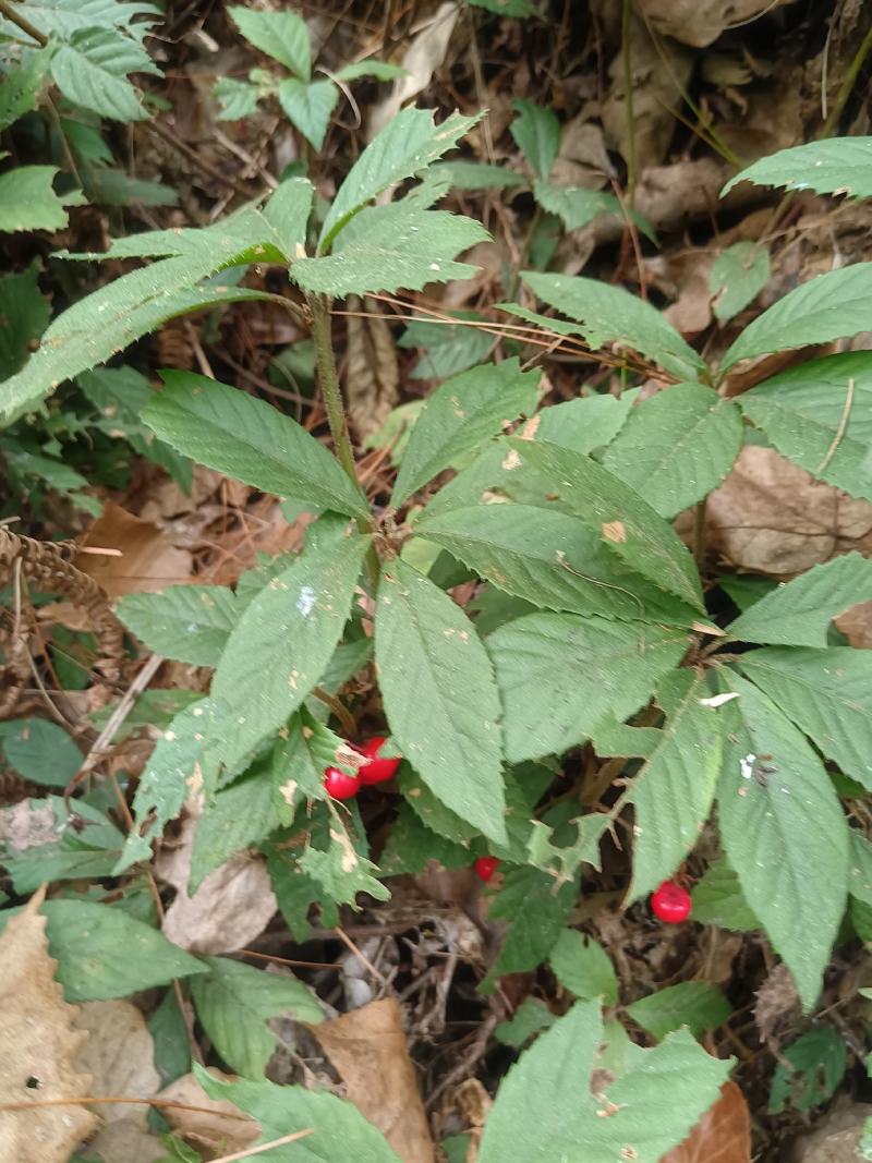 紫金牛矮地茶、矮茶风、矮脚樟、平地木、地青杠、四叶茶、五