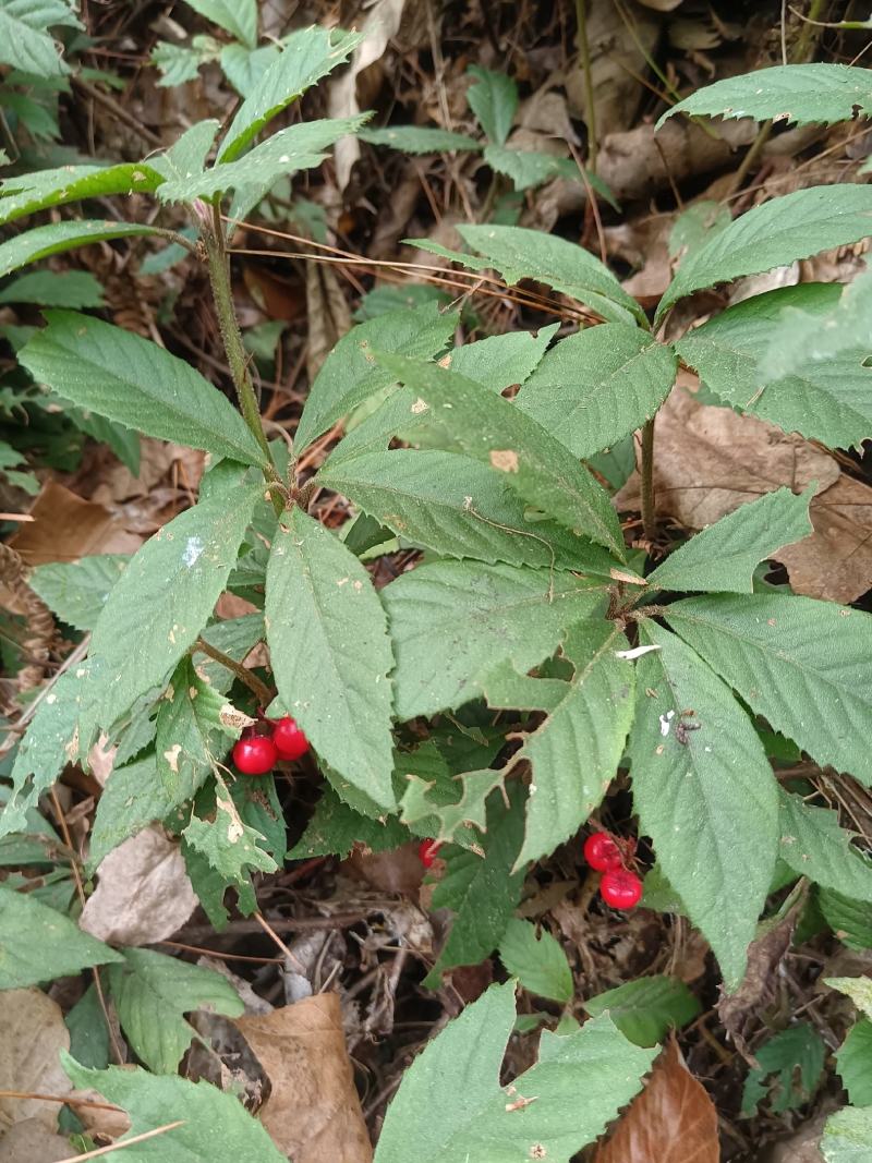 紫金牛矮地茶、矮茶风、矮脚樟、平地木、地青杠、四叶茶、五