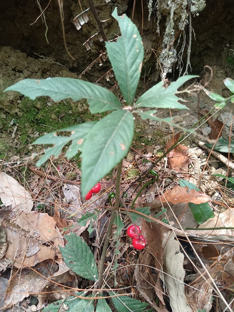 紫金牛矮地茶、矮茶风、矮脚樟、平地木、地青杠、四叶茶、五