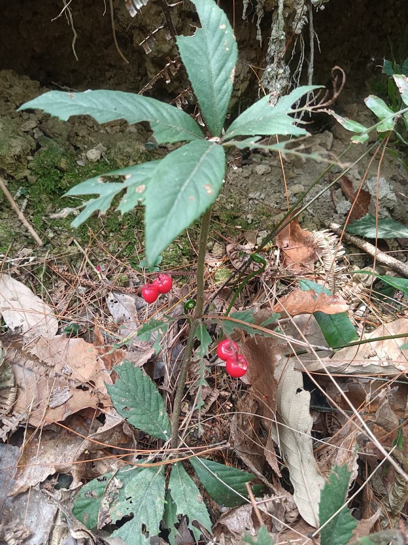 紫金牛矮地茶、矮茶风、矮脚樟、平地木、地青杠、四叶茶、五