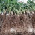 奶油红颜草莓苗建德白露芊雪微黄东方凤凰草莓苗种苗