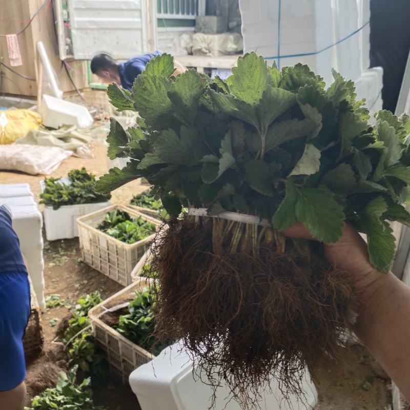奶油红颜草莓苗建德白露芊雪微黄东方凤凰草莓苗种苗