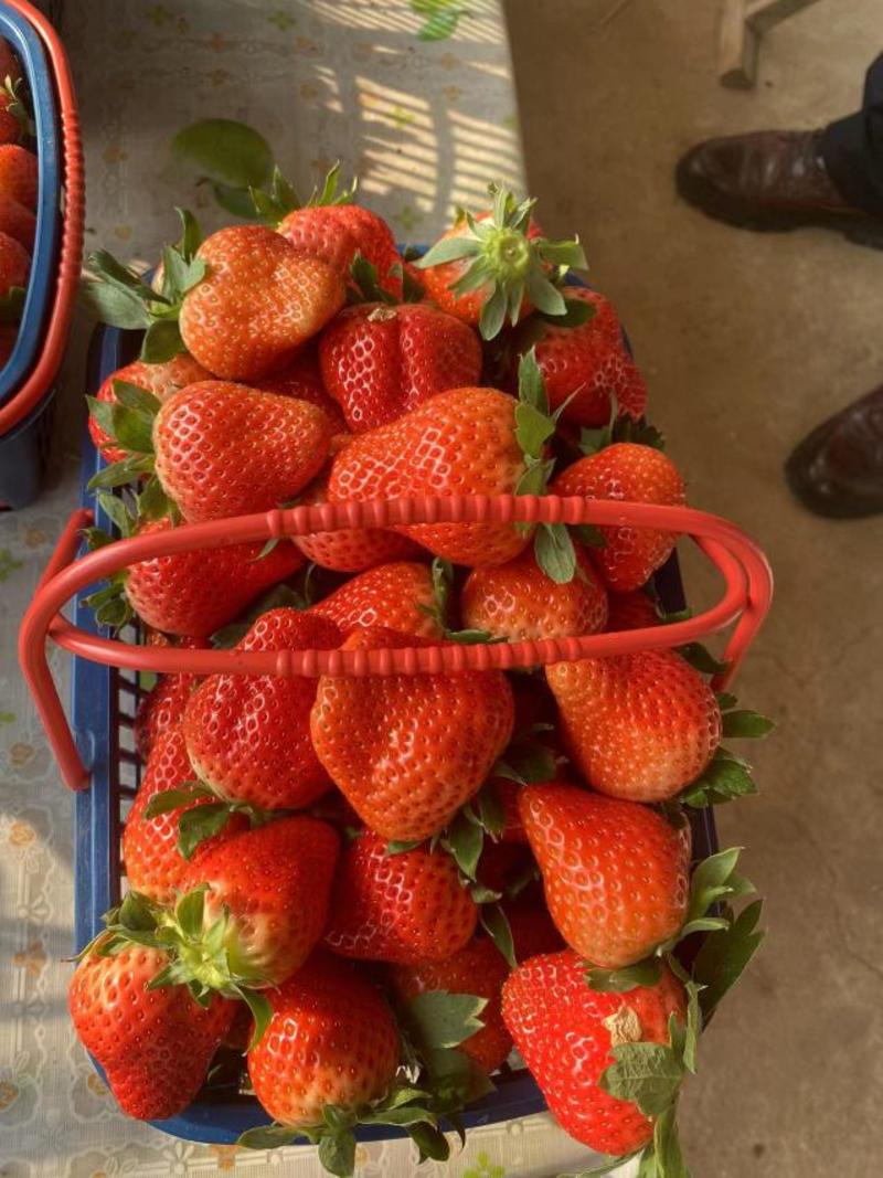 奶油草莓苗批发红颜草莓苗价格贵妃草莓苗脱毒二代